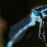 Damselfly