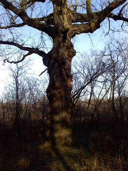 Tree Elder