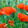 Poppies