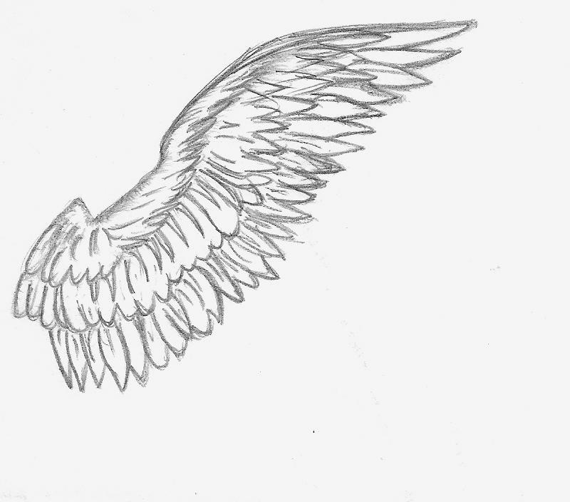 Angel Wing Sketch by ElusivEllice on DeviantArt