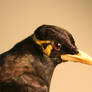 Mynah