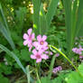 Purple Flower II