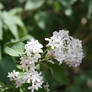 White Lilac Closeup