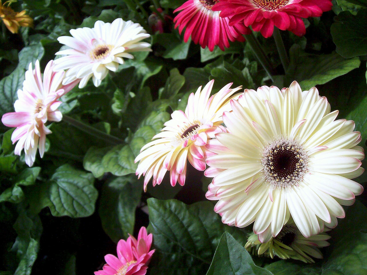 Gerbera Daisy 1