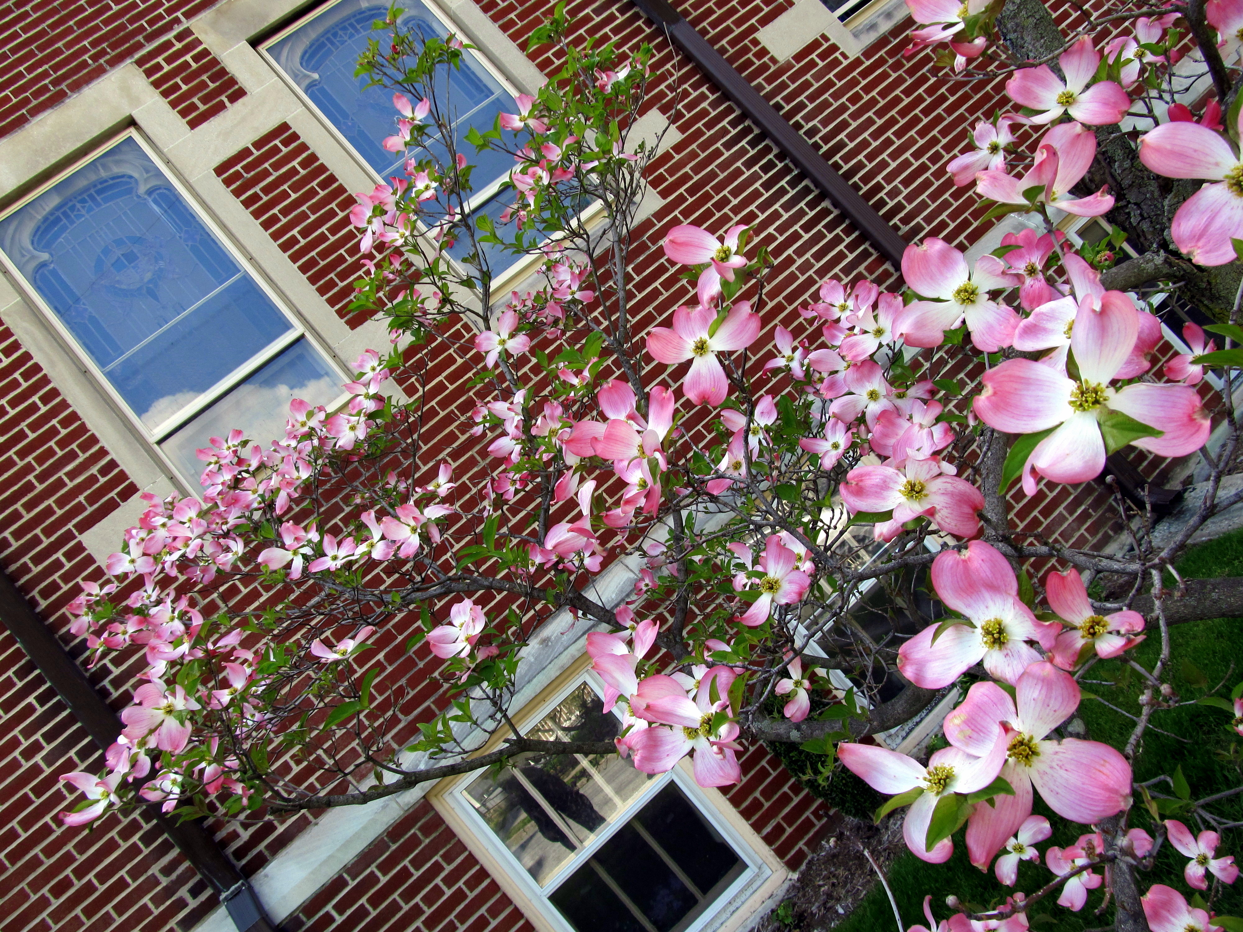 Pink in the Churchfront 2