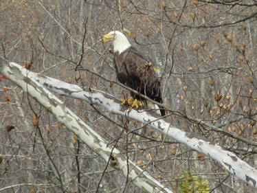 American Bald Eagle