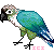 NOT F2U turquoise green cheecked parakeet icon