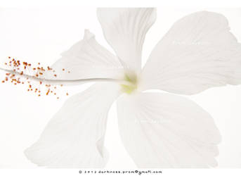 Anatomy Of Naked Flower_4