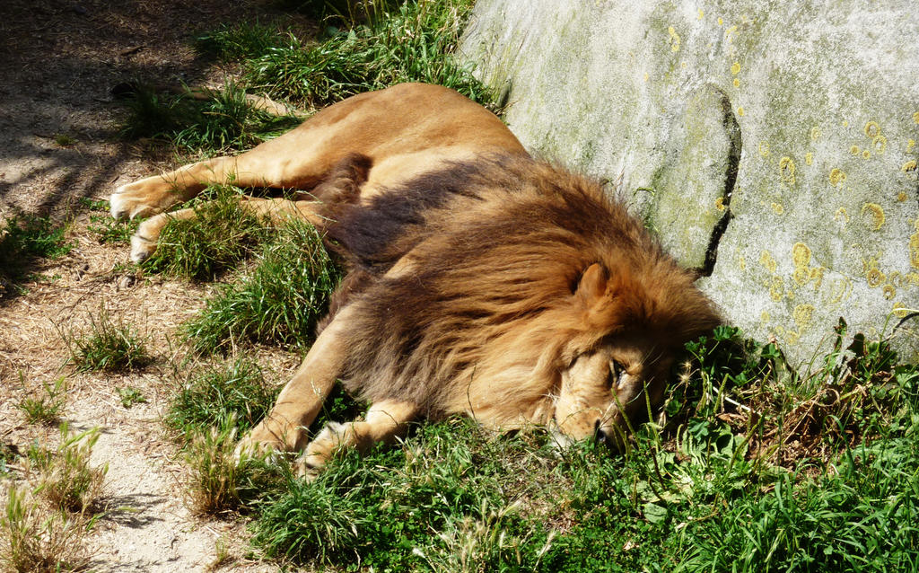 Photo: The Lion sleeps tonight