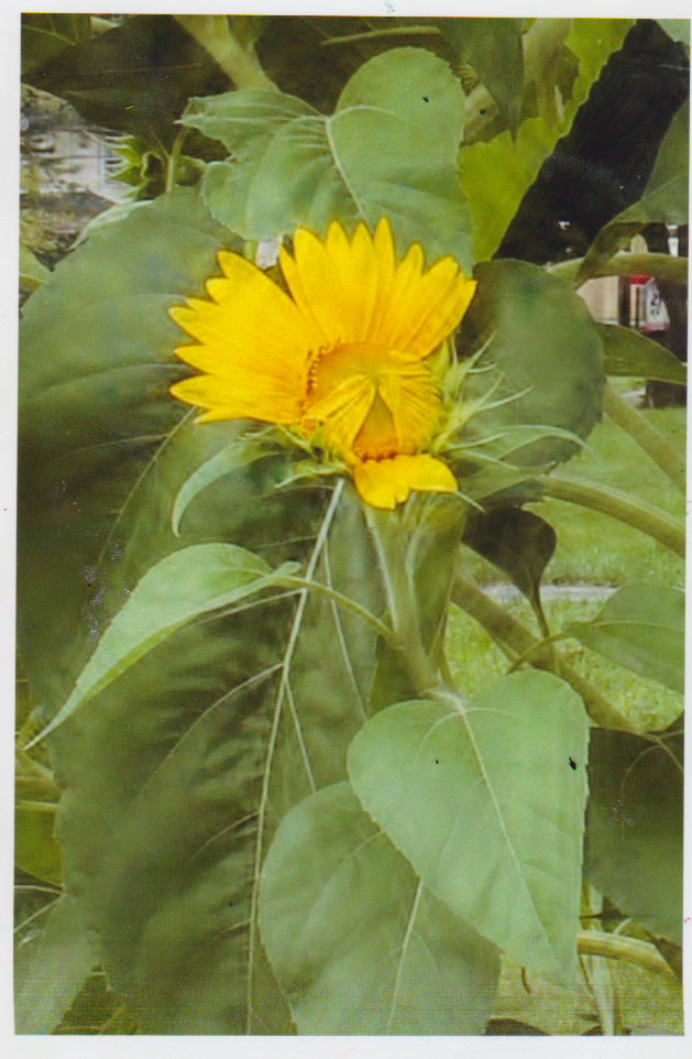 Source Photo For Shy Sunflower