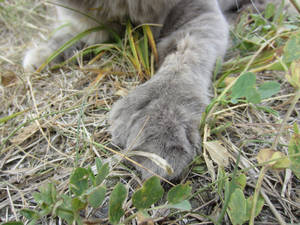 The paw of a polydactyl cat