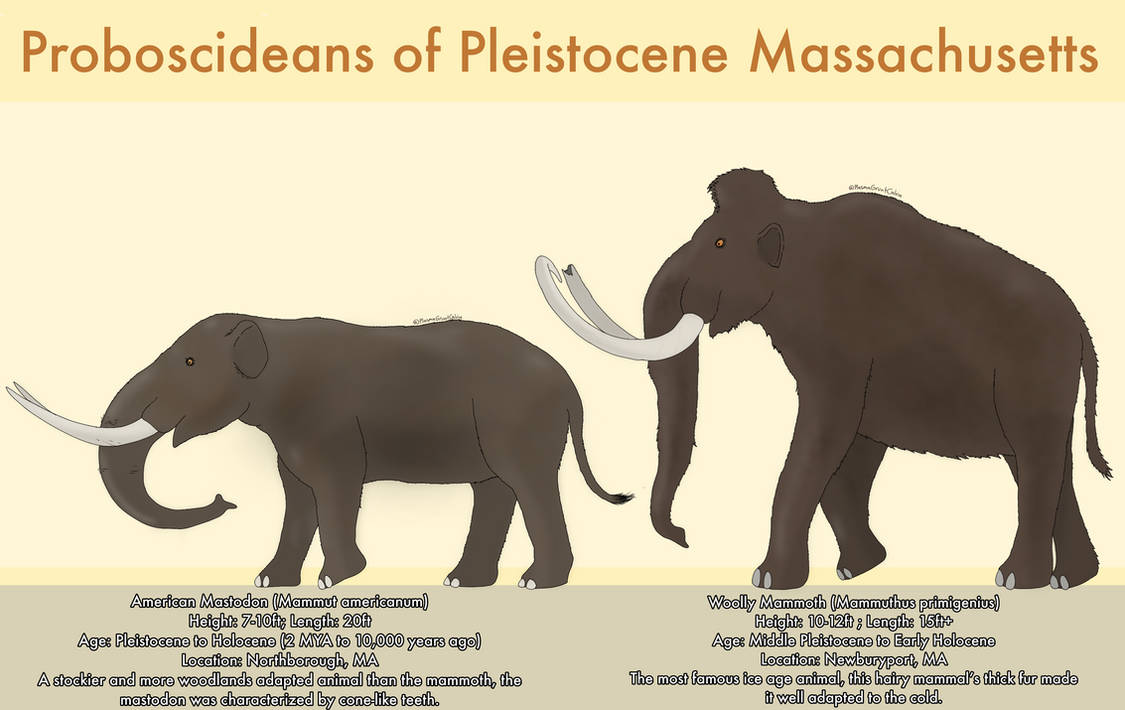 Proboscideans Of Pleistocene Massachusetts By PlasmaGruntCalvin On proboscideans-of-pleistocene-massachusetts-by-plasmagruntcalvin-on