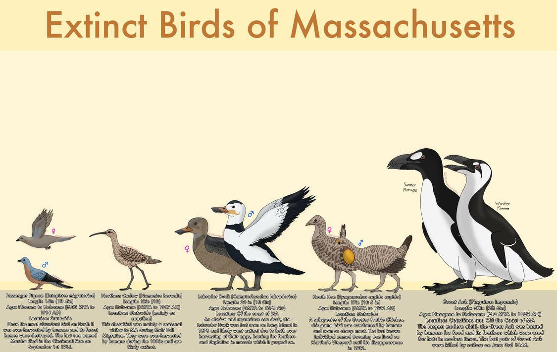 Extinct Ebird Extinct Birds of Massachusetts by PlasmaGruntCalvin on DeviantArt