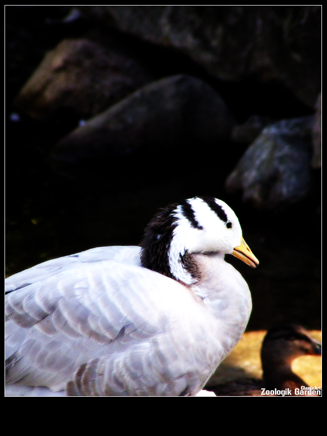 Canard Blanc