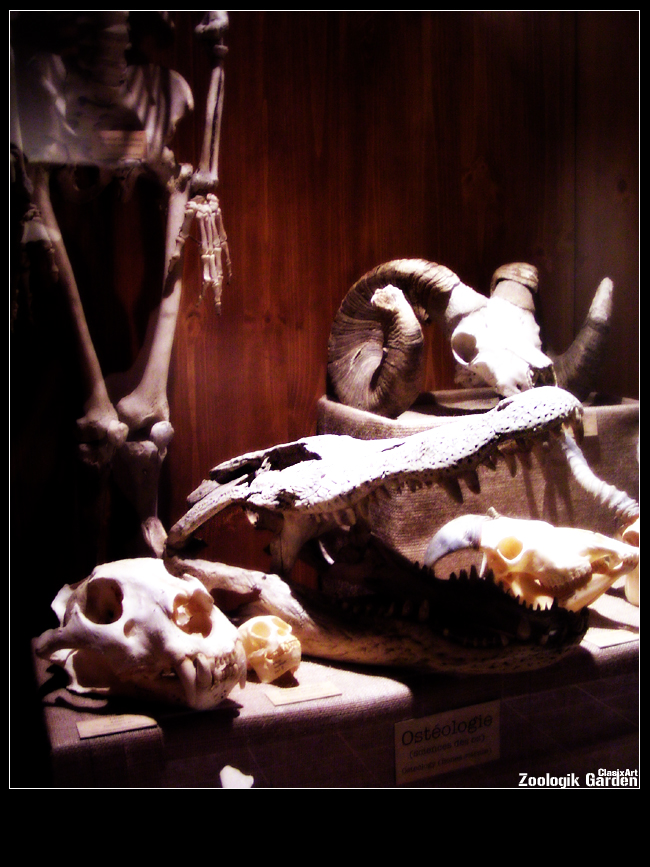 Animals Skulls