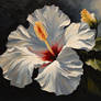 White Hibiscus Aretabet