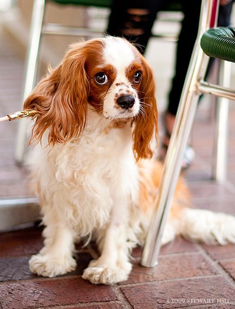 Worried Cavalier