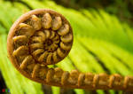 Spiral Fern by xavier88