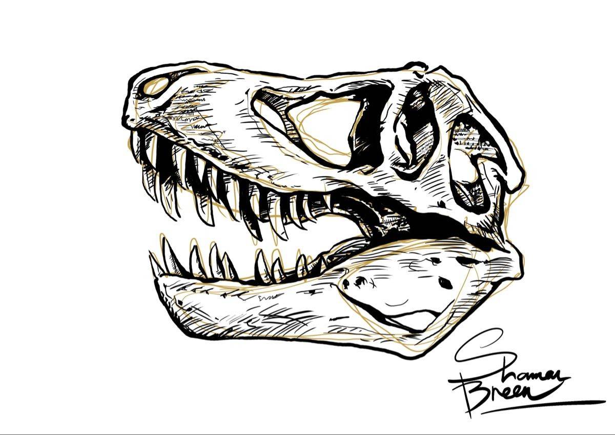Dino Skull By BreenStudios On DeviantArt