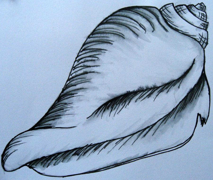 Shell Traceart Shell 2 by Tavern-Druid on DeviantArt