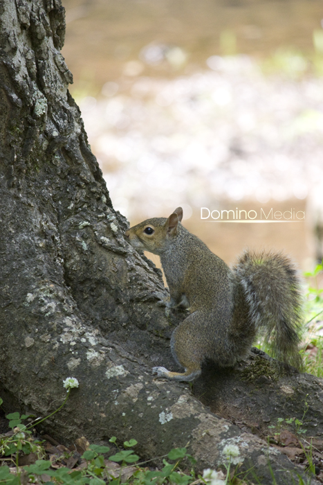 Squirrel 3