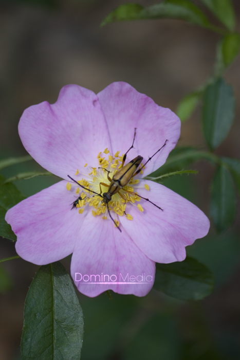 Bug Flower