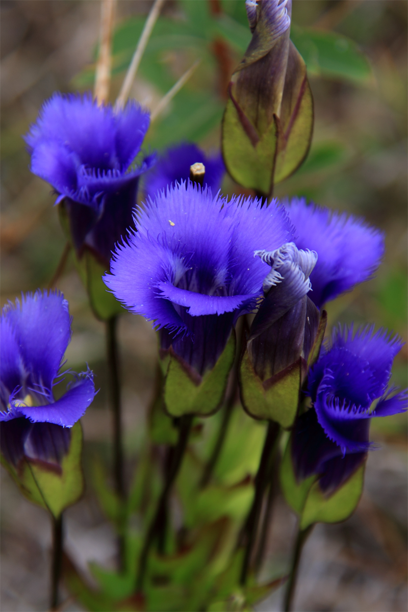 Tiny Blue Flowers