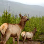 Elk in Yellowstone