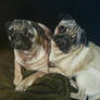 Moji and Gracie the Pugs