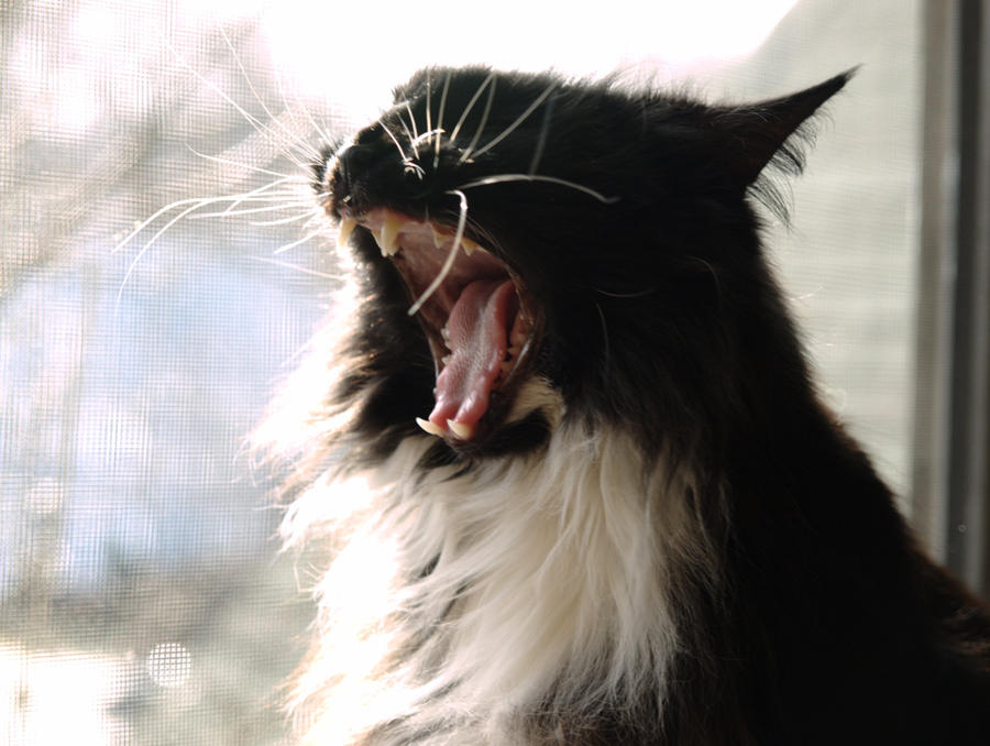 Cat Rrrrrr RRRRROAR by olsons39 on DeviantArt