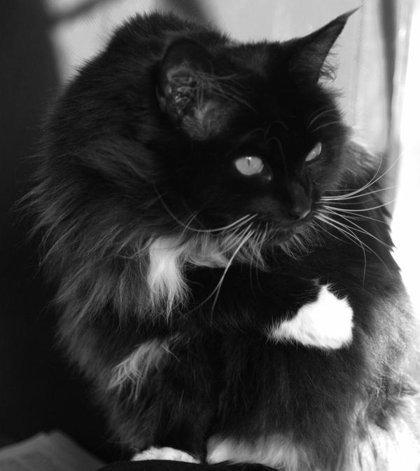 Black and White Maine Coon