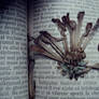 The flower in the book