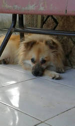 (PHOTO) DOG UNDER TABLE