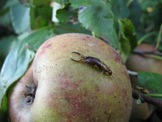 earwig on apple