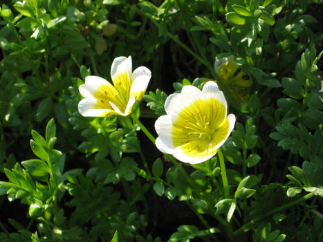 white flowers