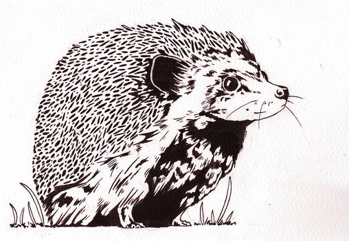 Hedgehog