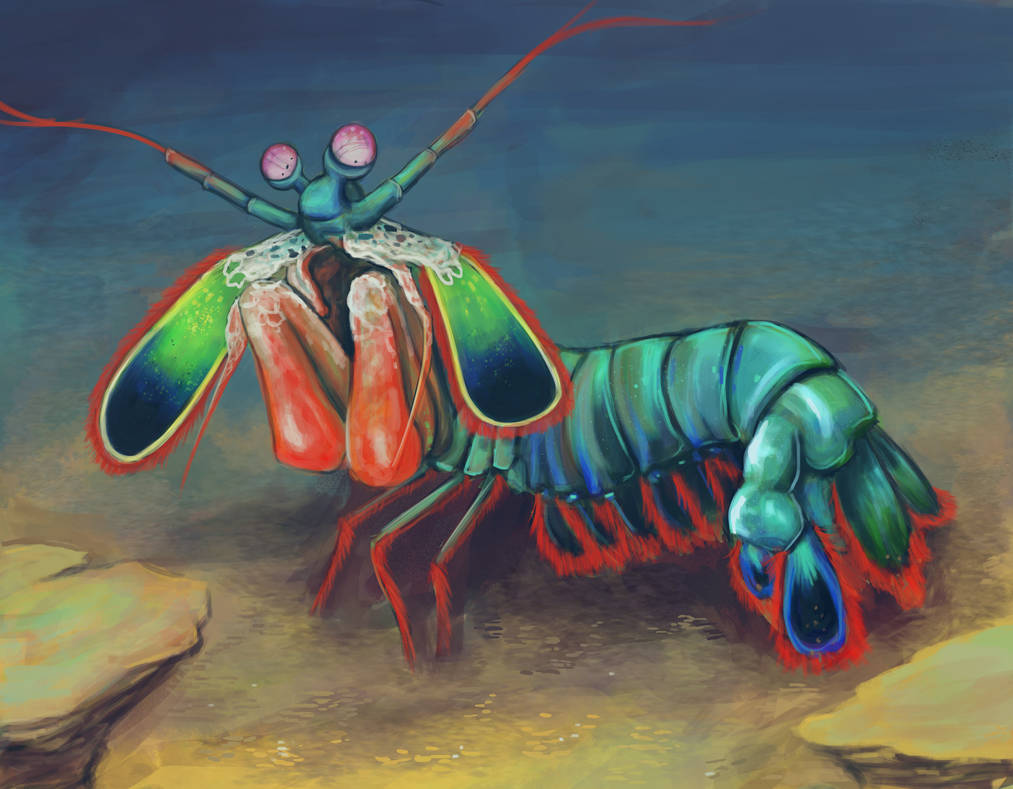 Peacock Mantis Shrimp by gshirie on DeviantArt