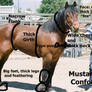 Mustang Stallion Conformation