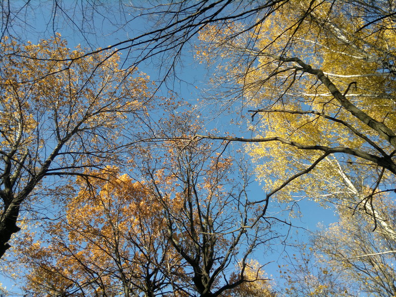 Autumn Sky