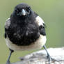 Magpie