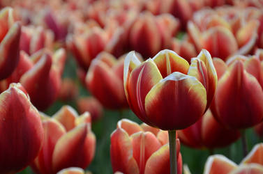 Tulips .1 by Lockheed815