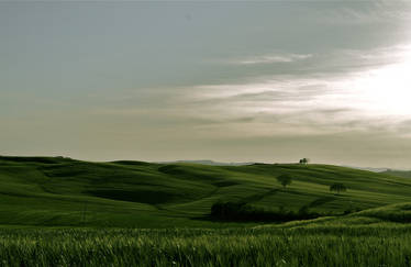 Toscany Fields