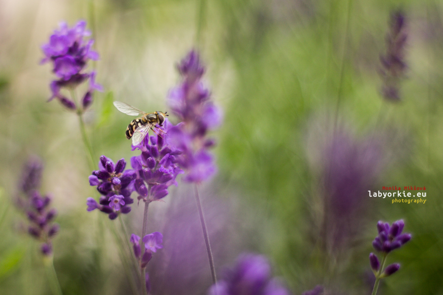 lavender