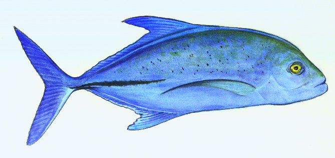 Trevally