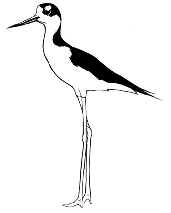 Black-necked Stilt