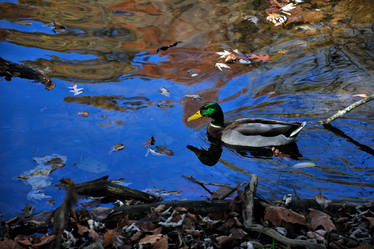 Green Drake Mallard