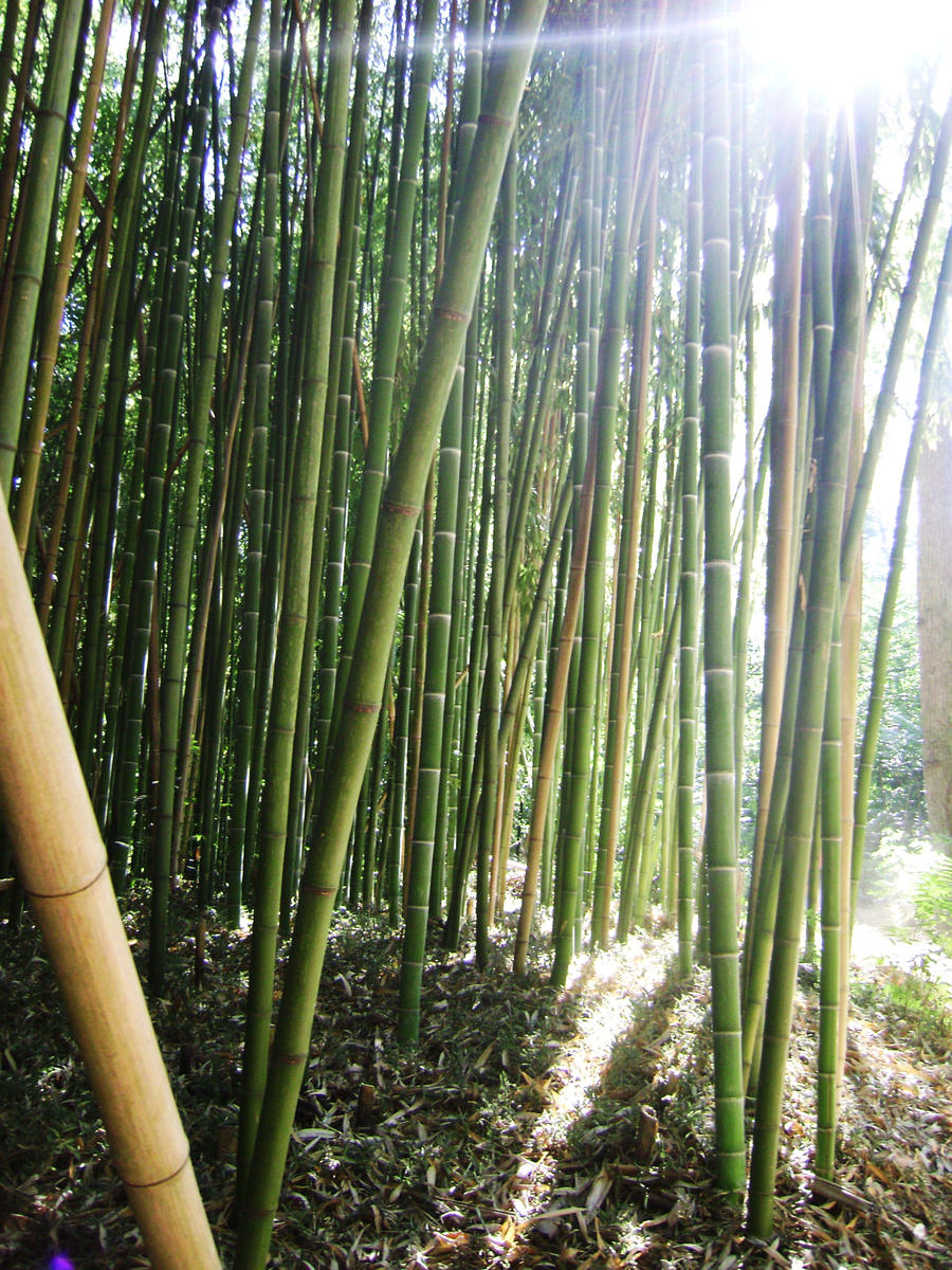 bamboo forest stock