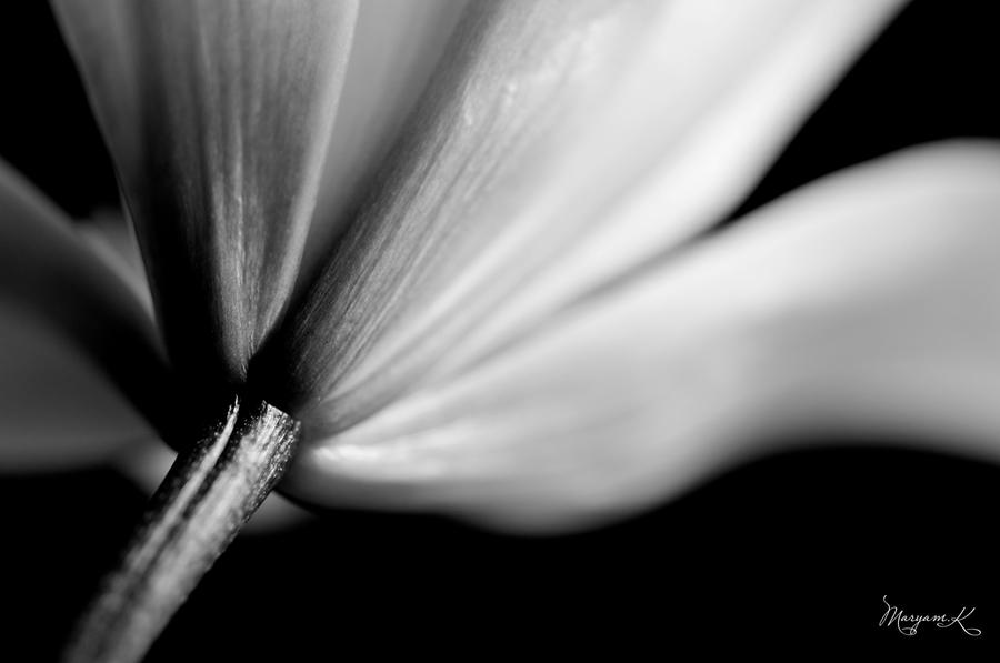 flower Black and White