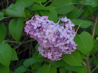 Lilac Blossom II