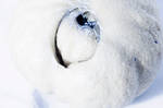 white three, the by Camaleot